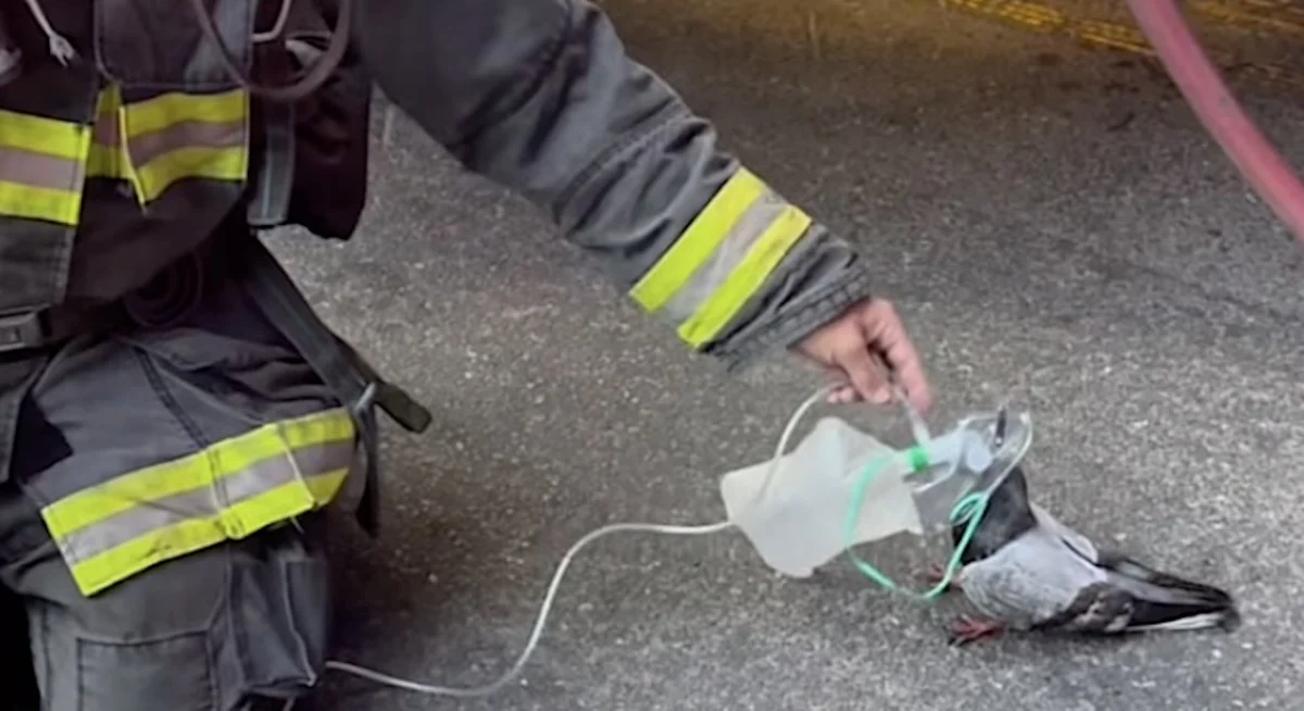 A Breath of Life: How Oakland Firefighters Became Unexpected Heroes to a Stranded Pigeon
