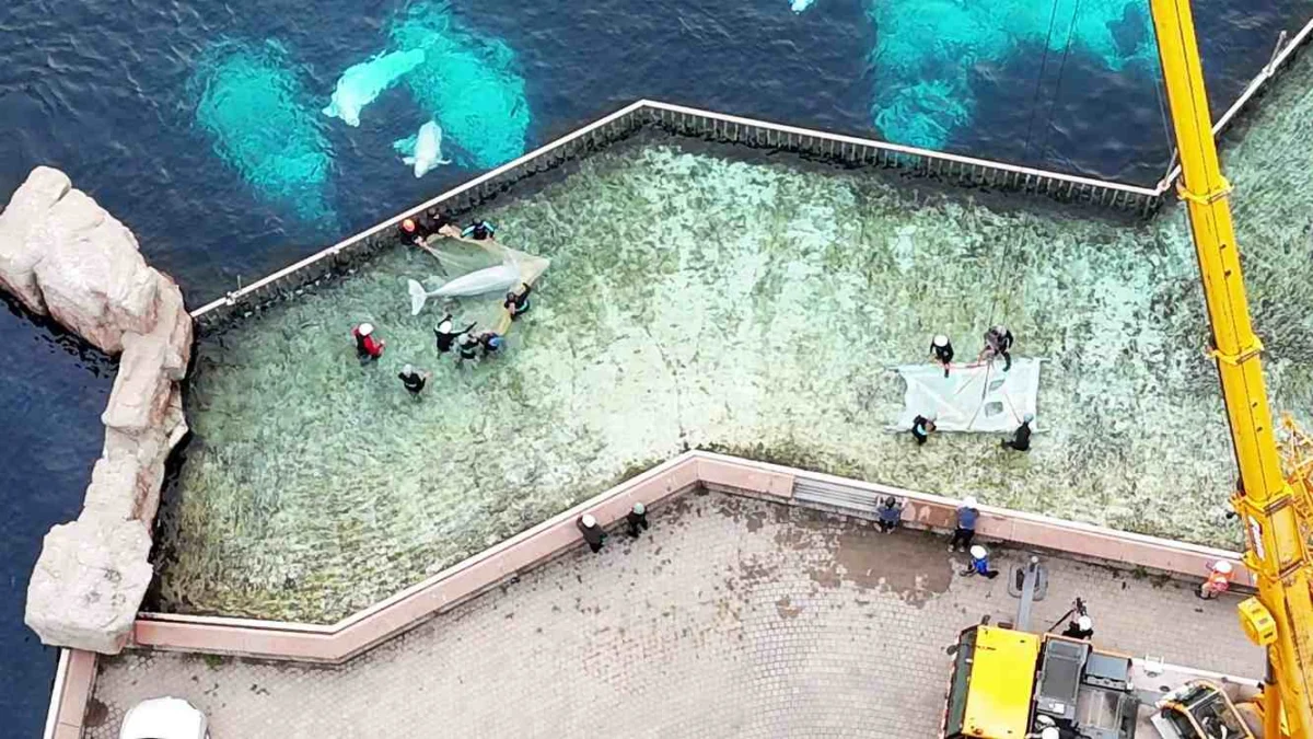 A New Horizon: The Extraordinary Rescue and Relocation of 30 Beluga Whales