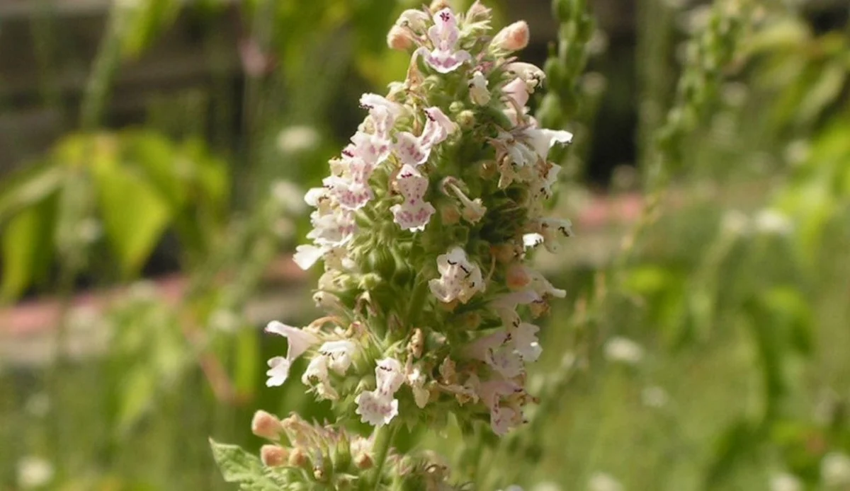 Nature’s Defense: How Catnip is Emerging as a Game-Changer in the Fight Against Malaria