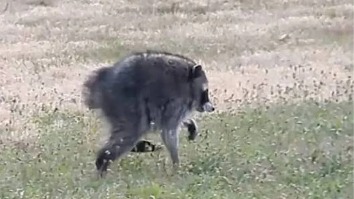 The Jimothy Phenomenon: How a Seattle Raccoon Became an Unlikely Icon of Digital Creativity