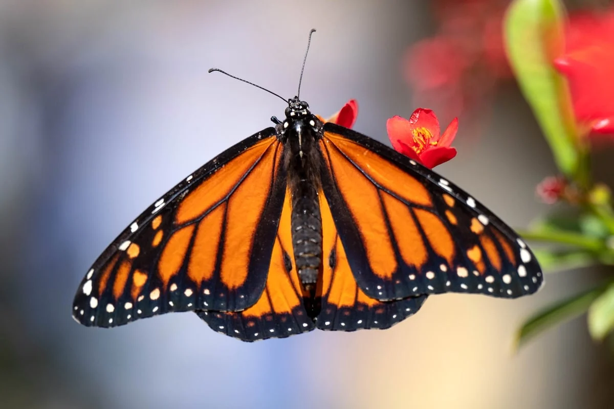 Toxic Legacy: New Study Links Pesticide Cocktail to Mass Monarch Die-Off