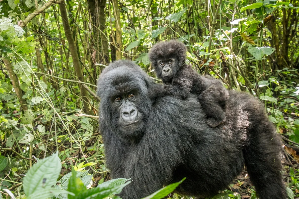 A Continent’s Carbon Vault at Risk: The DRC’s Massive Oil Expansion Threatens Global Climate Stability
