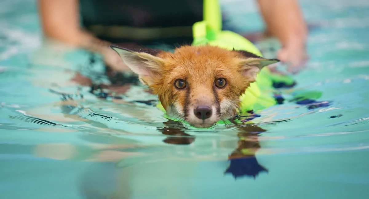 A Second "Chance" at Life: How Canine Hydrotherapy is Miraculously Rebuilding a Struck Fox Cub