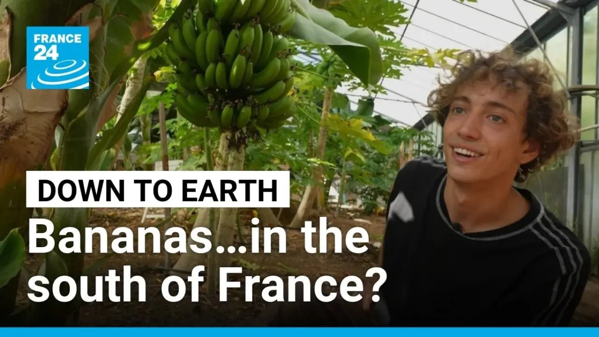 From Lavender to Papayas: How Farmers in the South of France Are Pioneering Tropical Agriculture Amid a Warming Climate