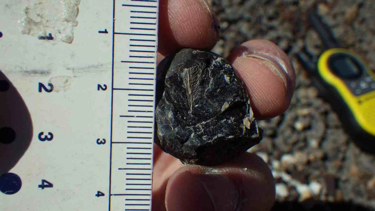 Prehistoric Fecal Fossil Yields Stunning Feather Clue to Earth’s Greatest Mystery
